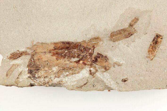 Partial, Miocene Pea Crab (Pinnixa) Fossil - California #205070